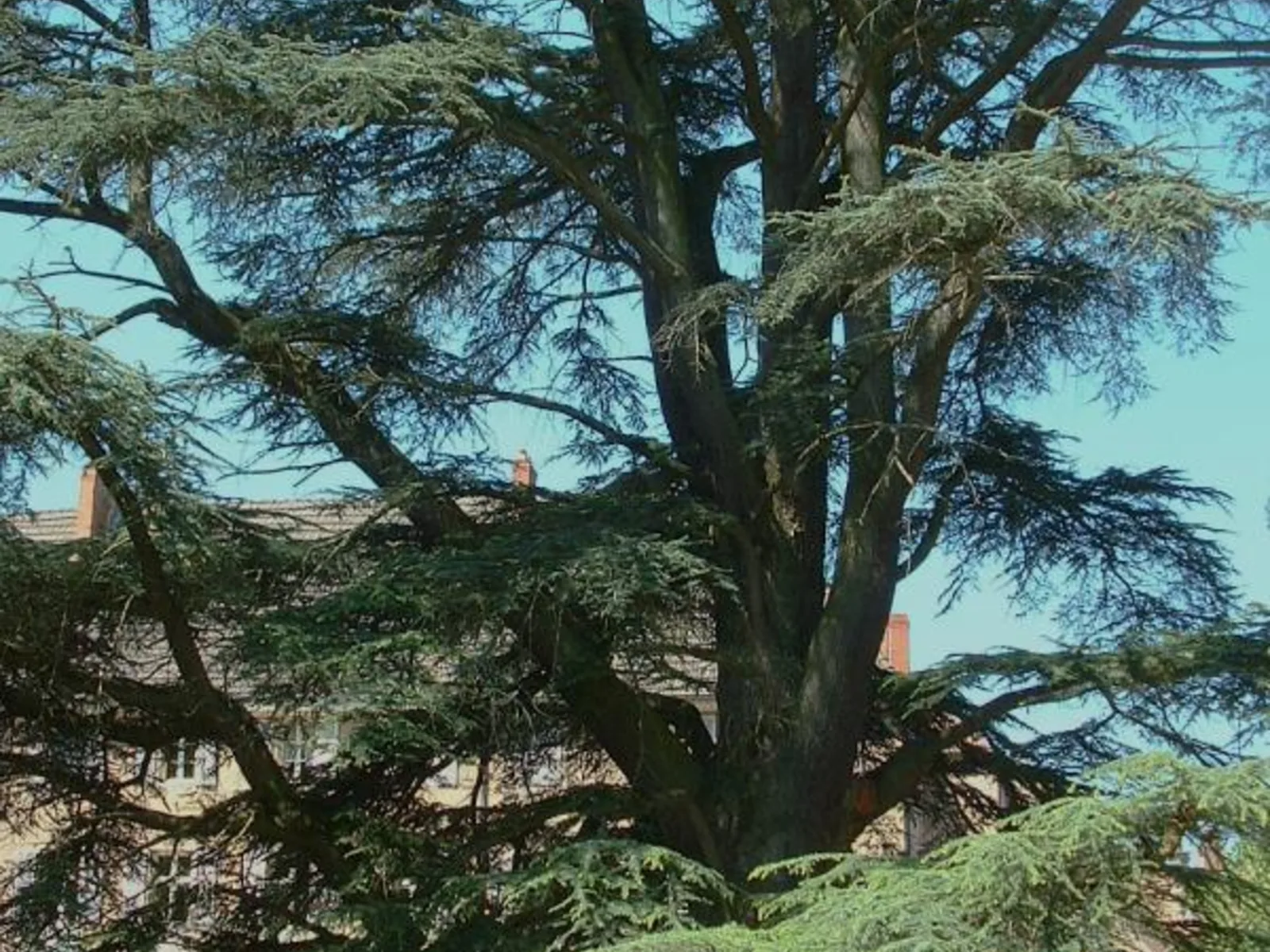 Cedro del Atlas
