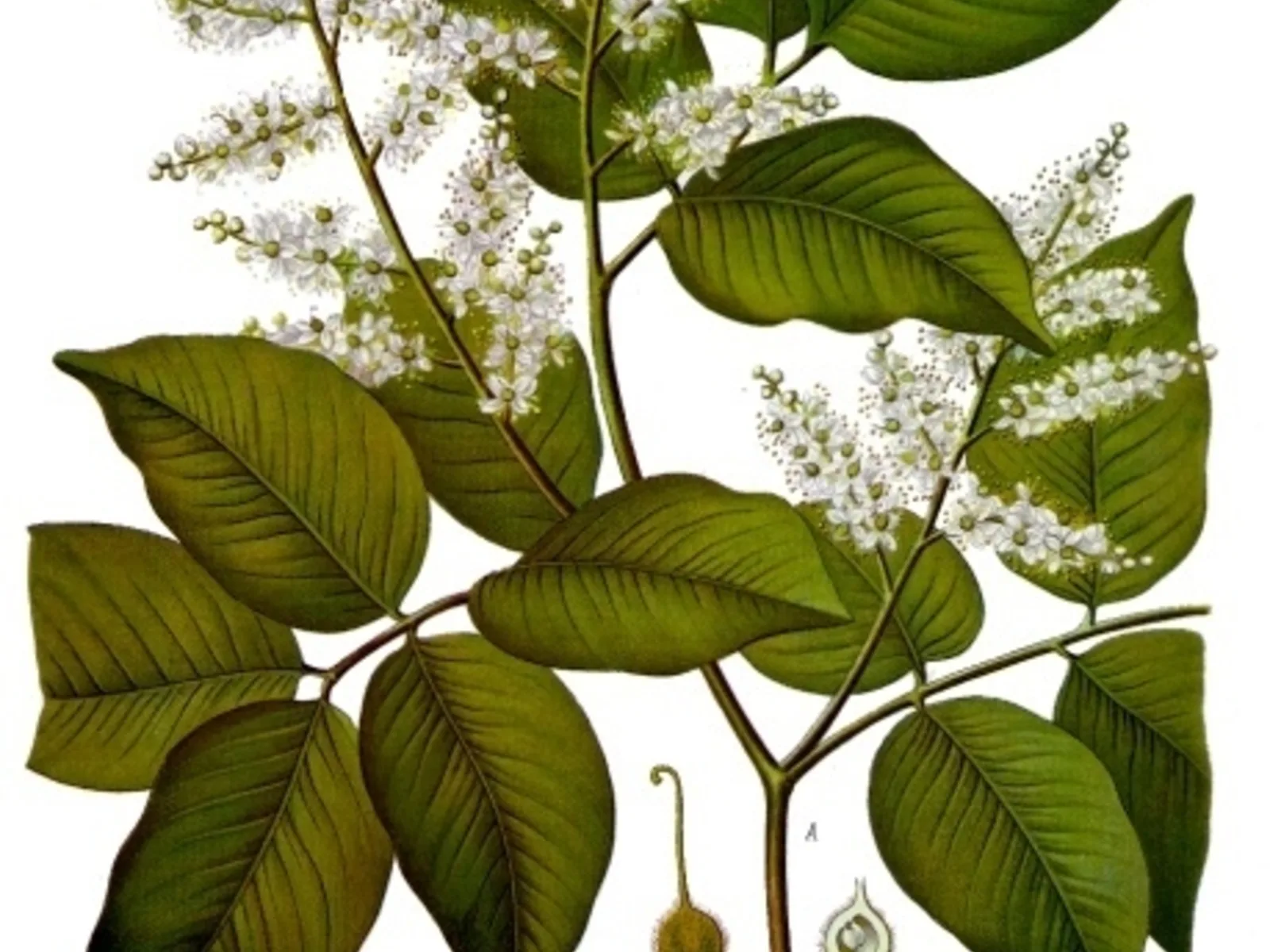 Copaiba