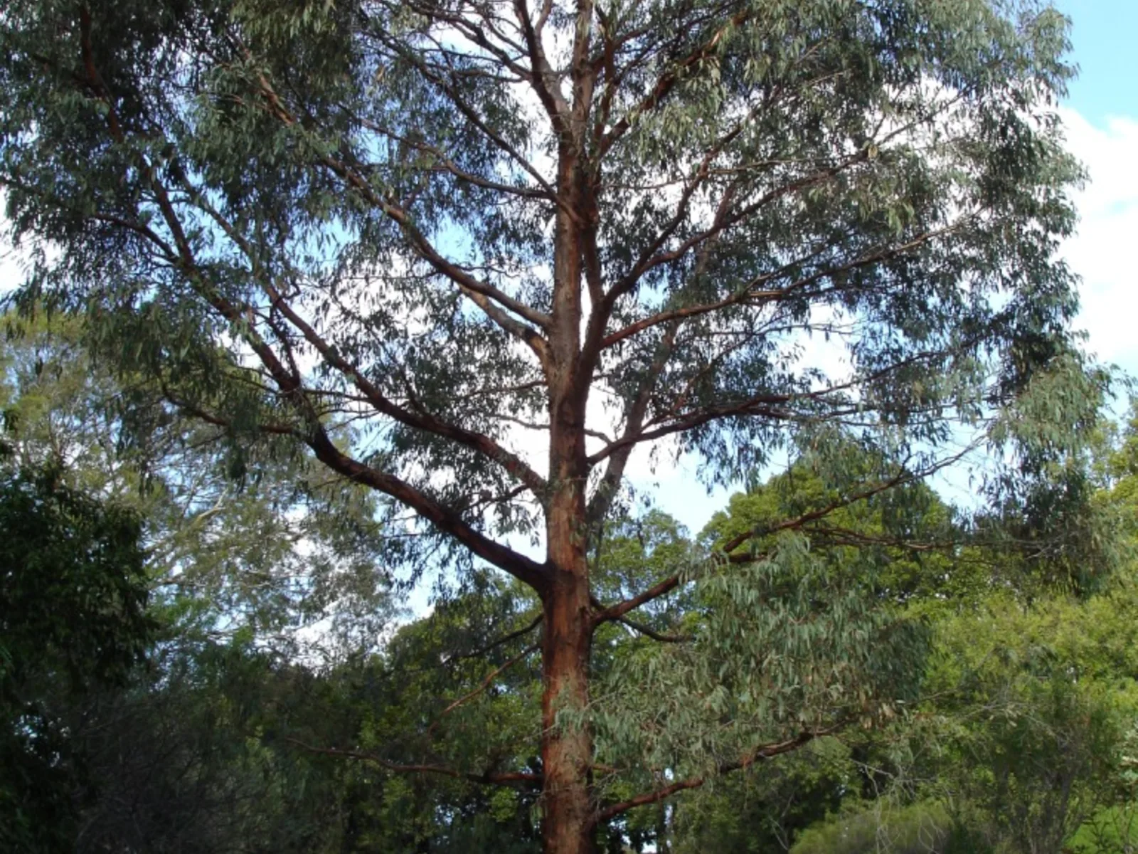 Eucalipto Radiata
