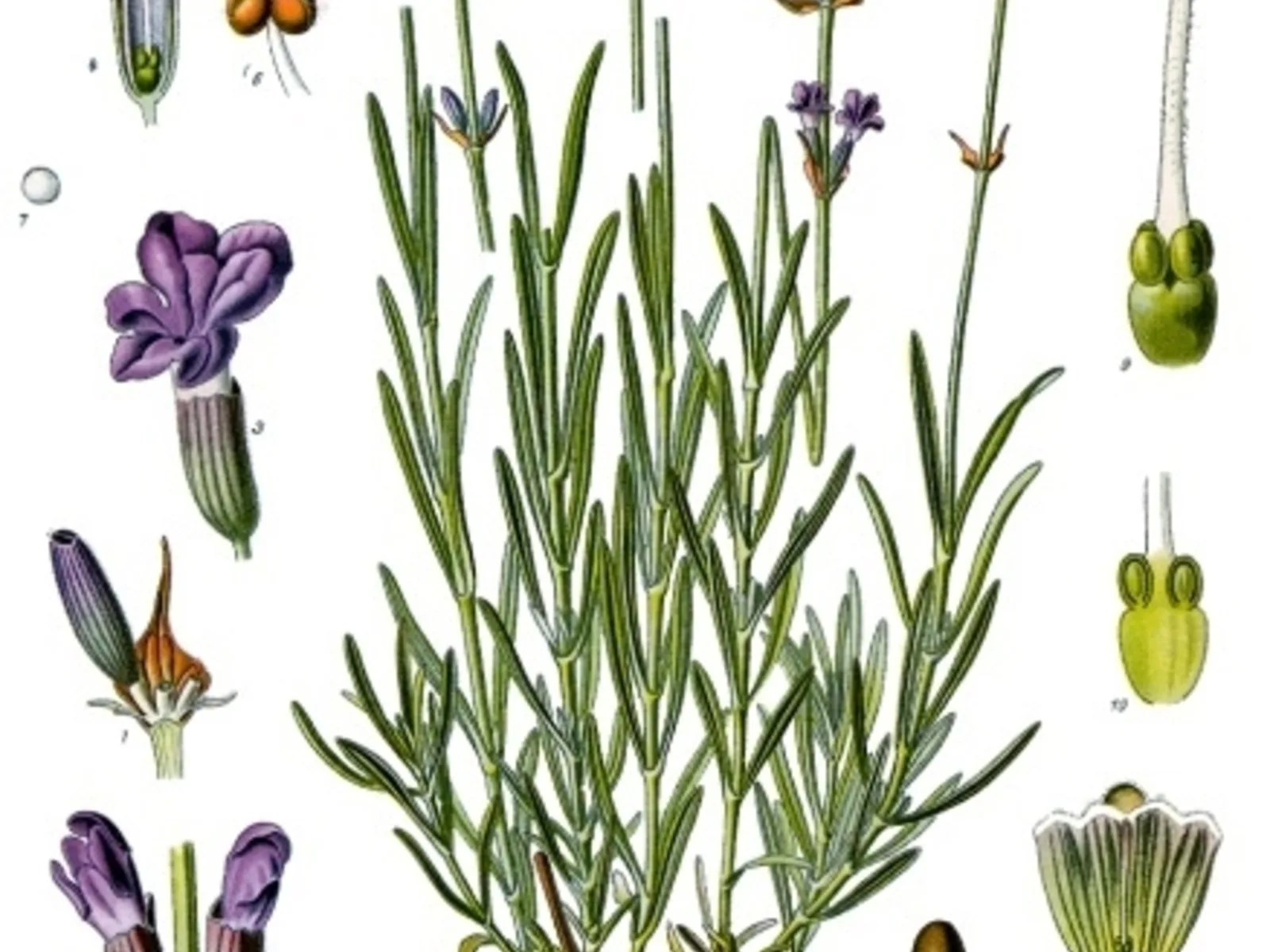 Lavanda