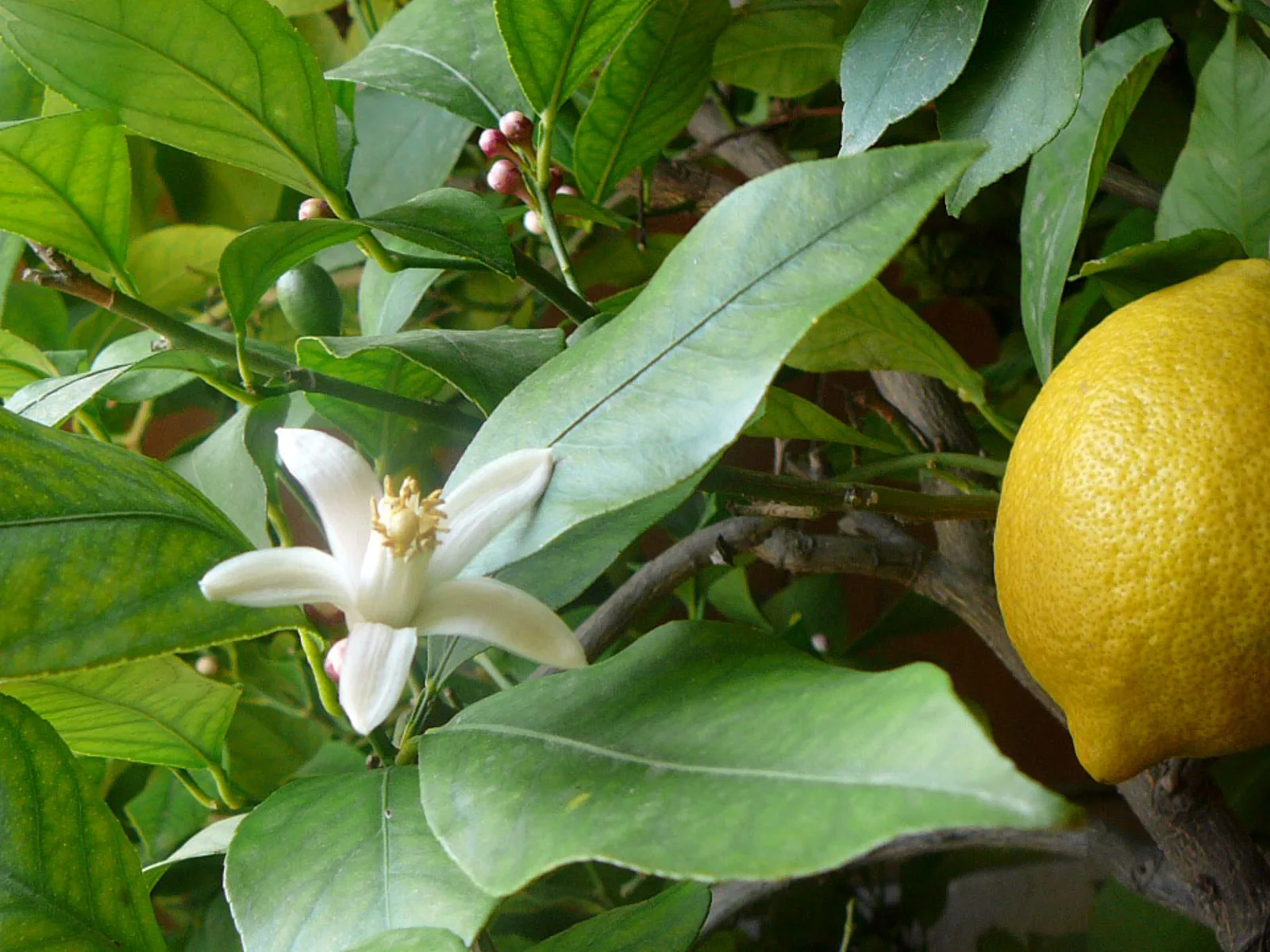 Limón