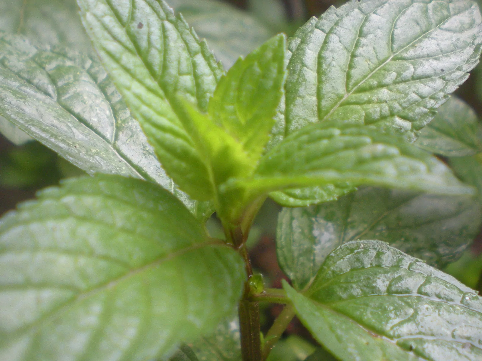 Menta Piperita