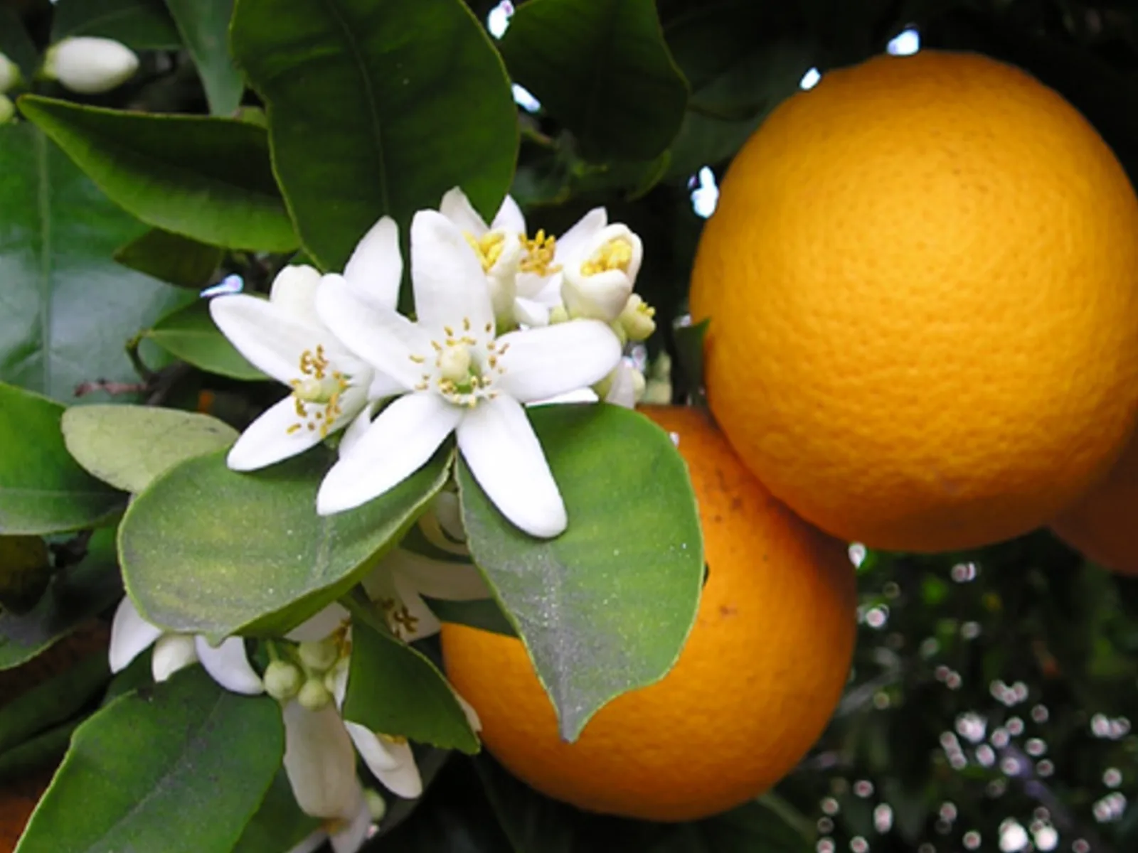 Naranja Dulce