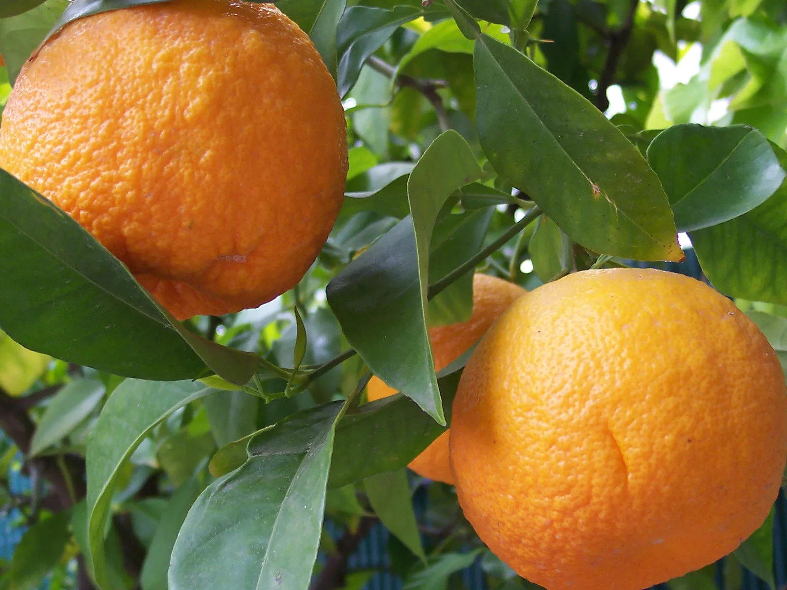 Neroli