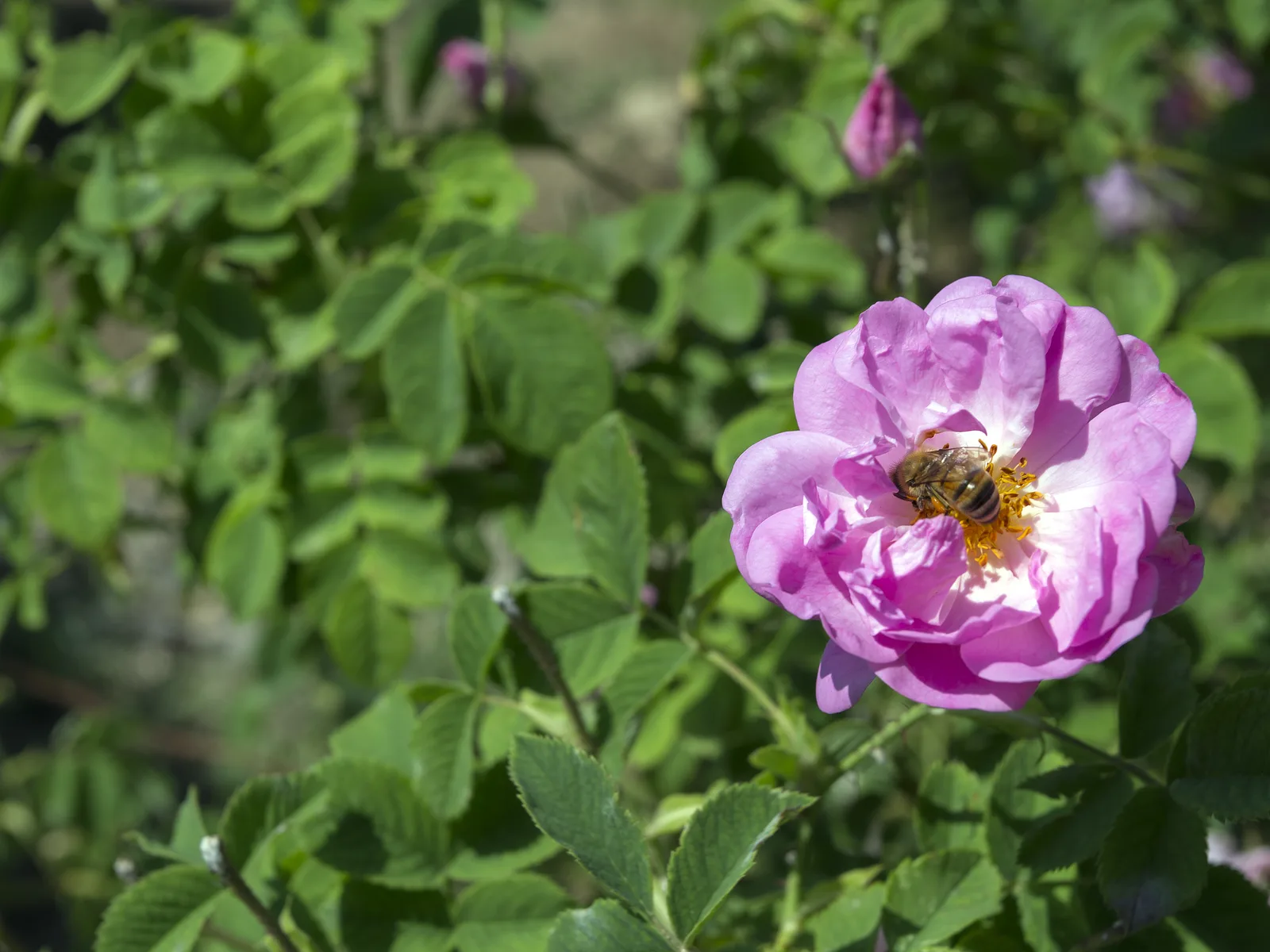 Rosa