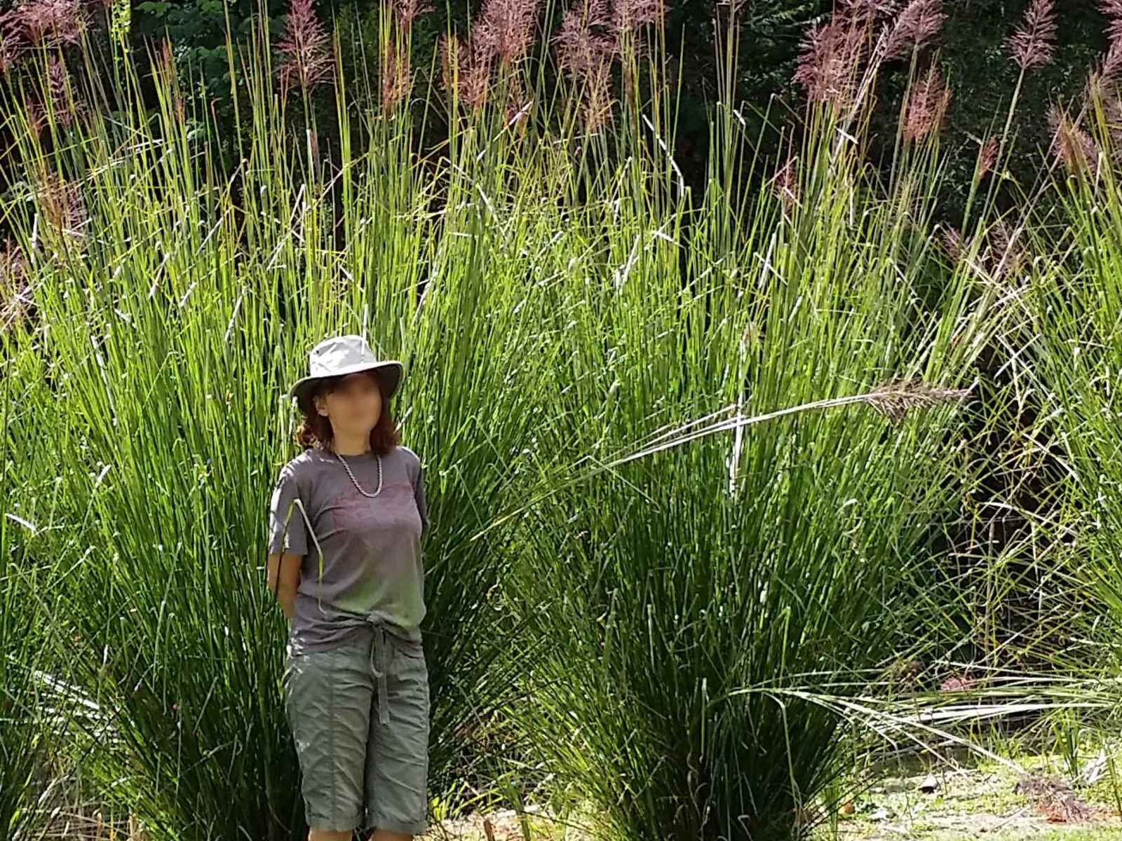 Vetiver