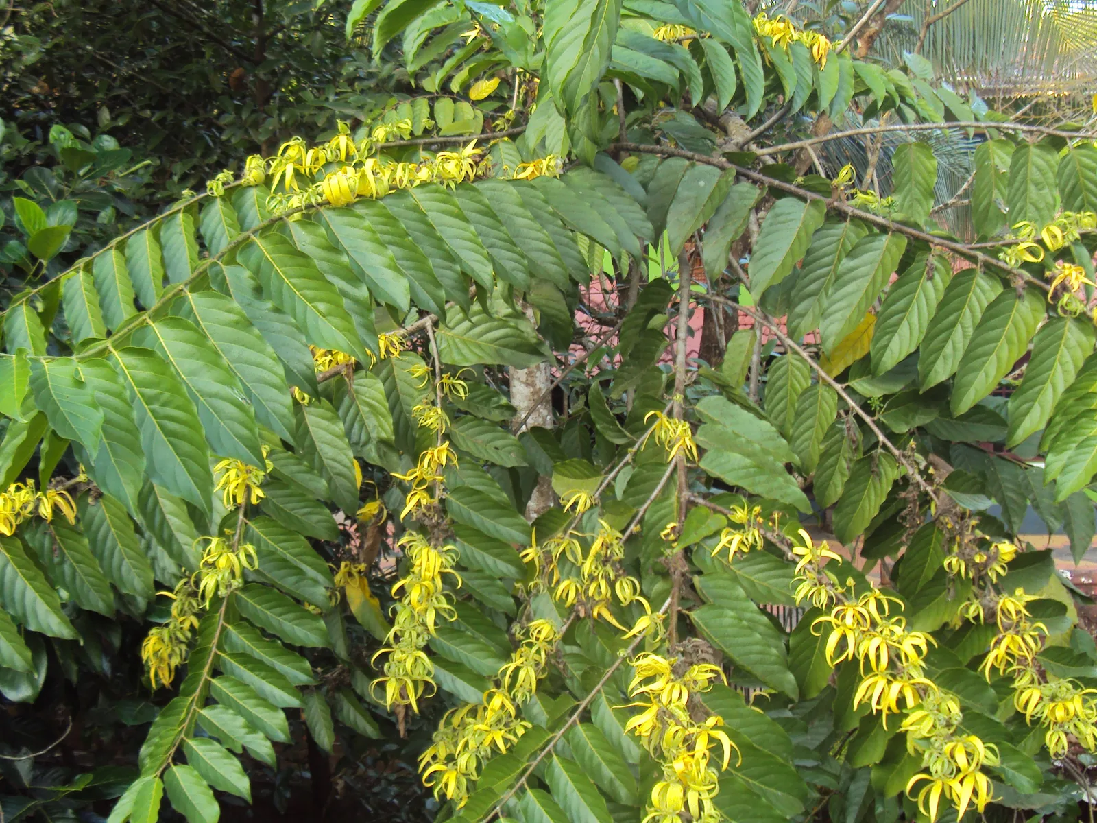 Ylang Ylang