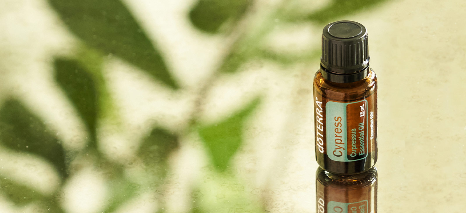Cypress Essential Oil — imagen 3