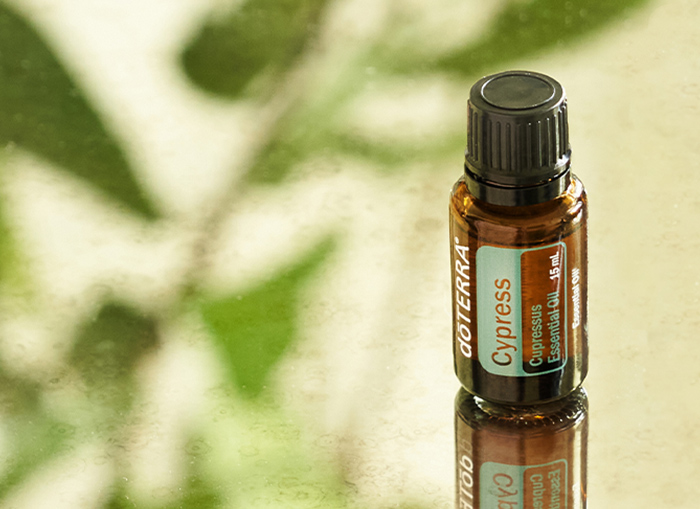 Cypress Essential Oil — imagen 4