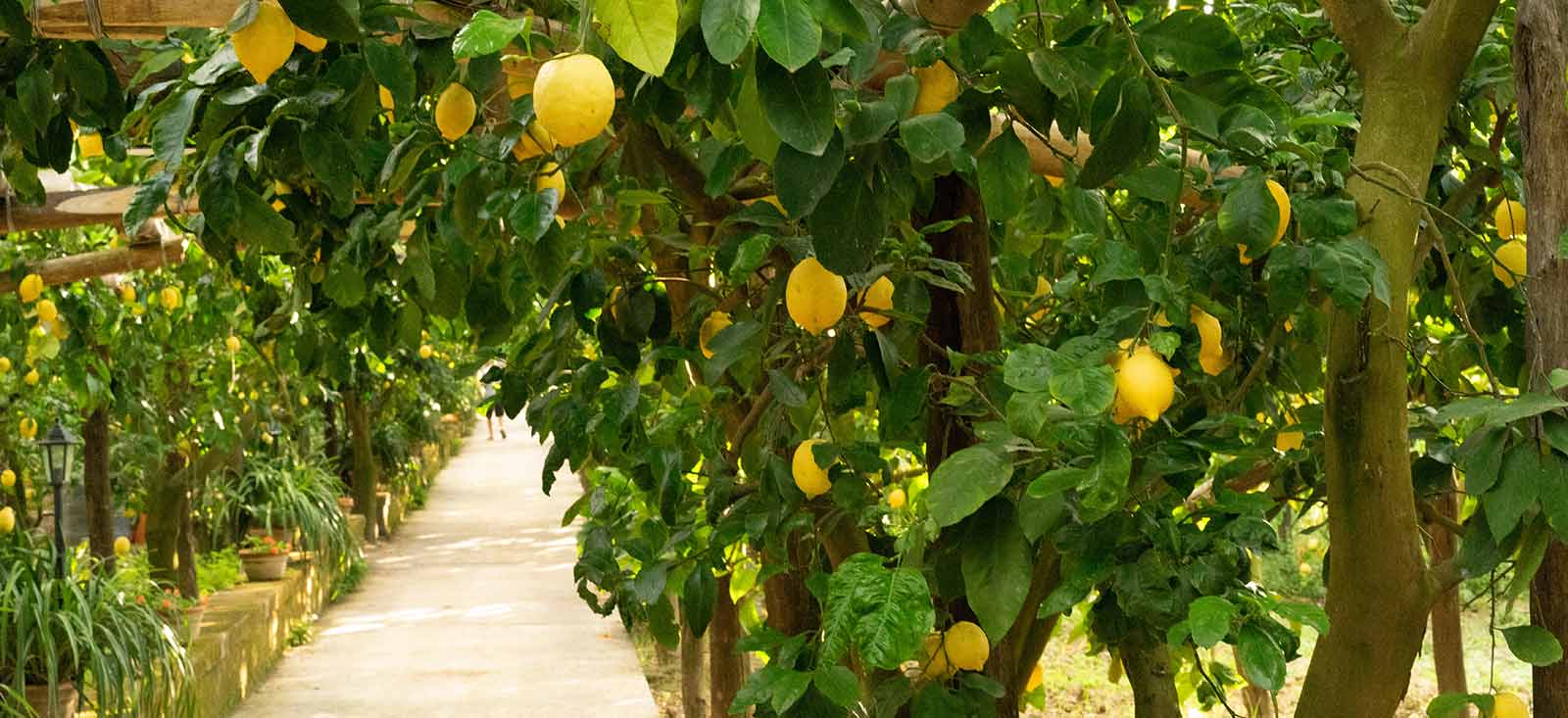 Lemon Essential Oil — imagen 4