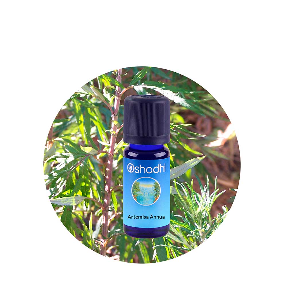 Aceite Esencial de Artemisa Annua