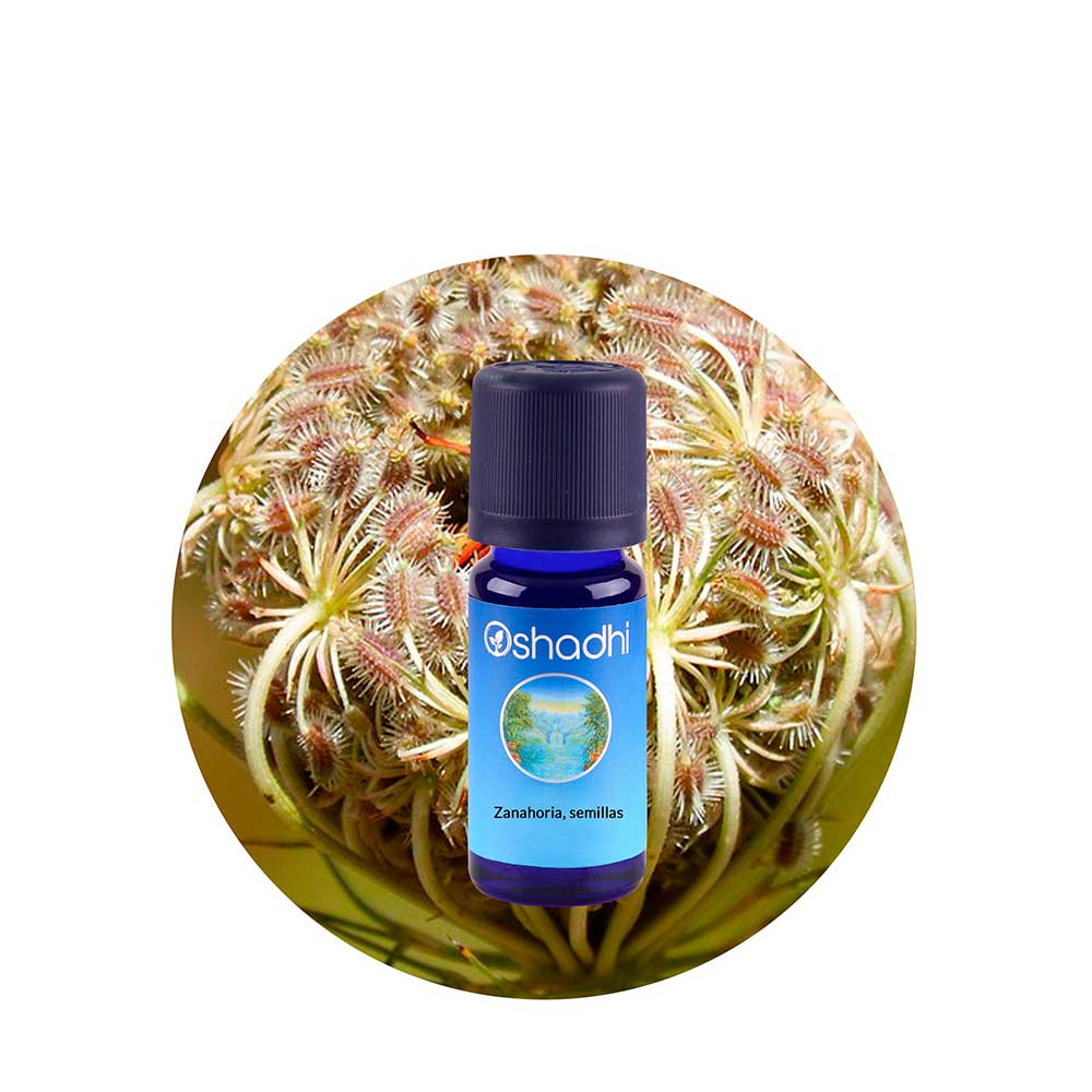 Aceite Esencial de Zanahoria (Semillas)