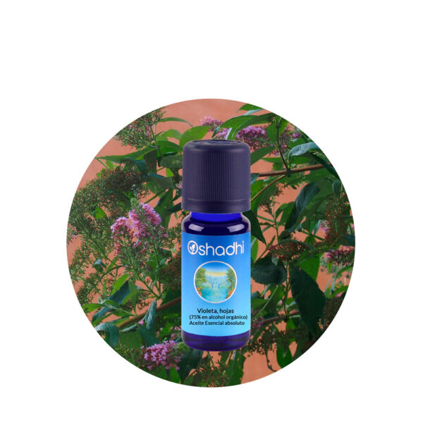 Aceite Esencial absoluto de Violeta 75% (en alcohol orgánico) — imagen 2