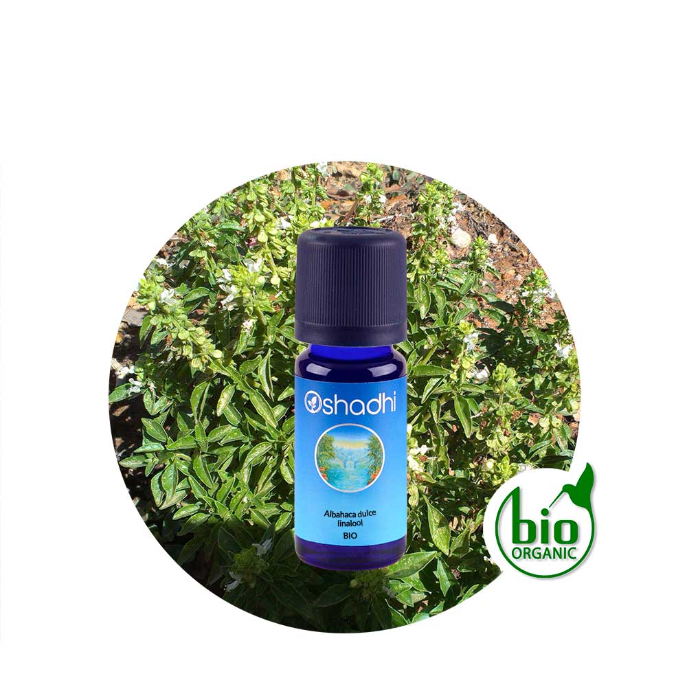 Aceite Esencial de Albahaca dulce, linalool