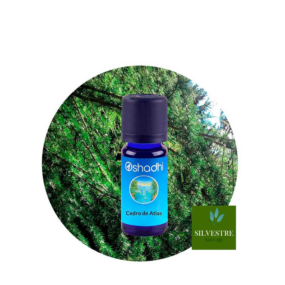 Aceite Esencial de Cedro de Atlas — imagen 2