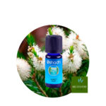 Aceite Esencial de Cedro de Himalaya — imagen 3