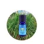 Aceite Esencial de Galanga (Raíz) — imagen 2