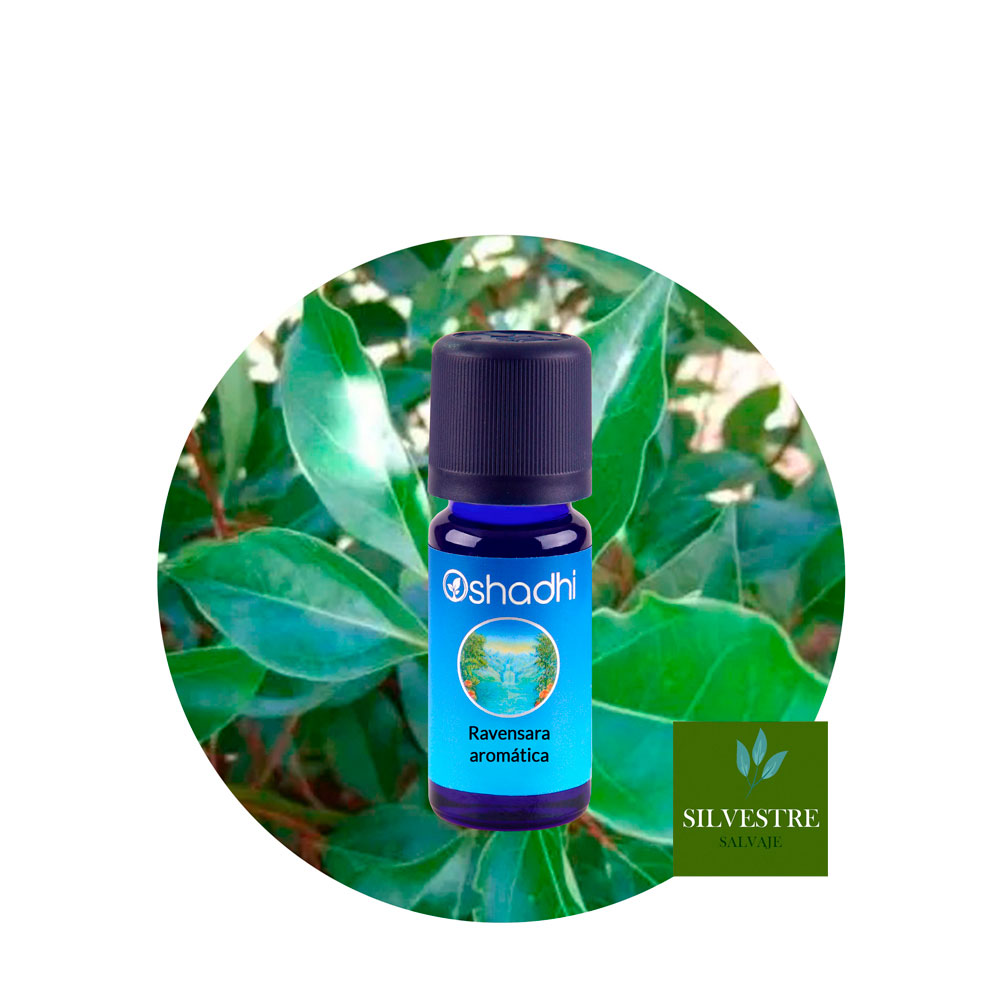 Aceite Esencial de Ravensara Aromática — imagen 2