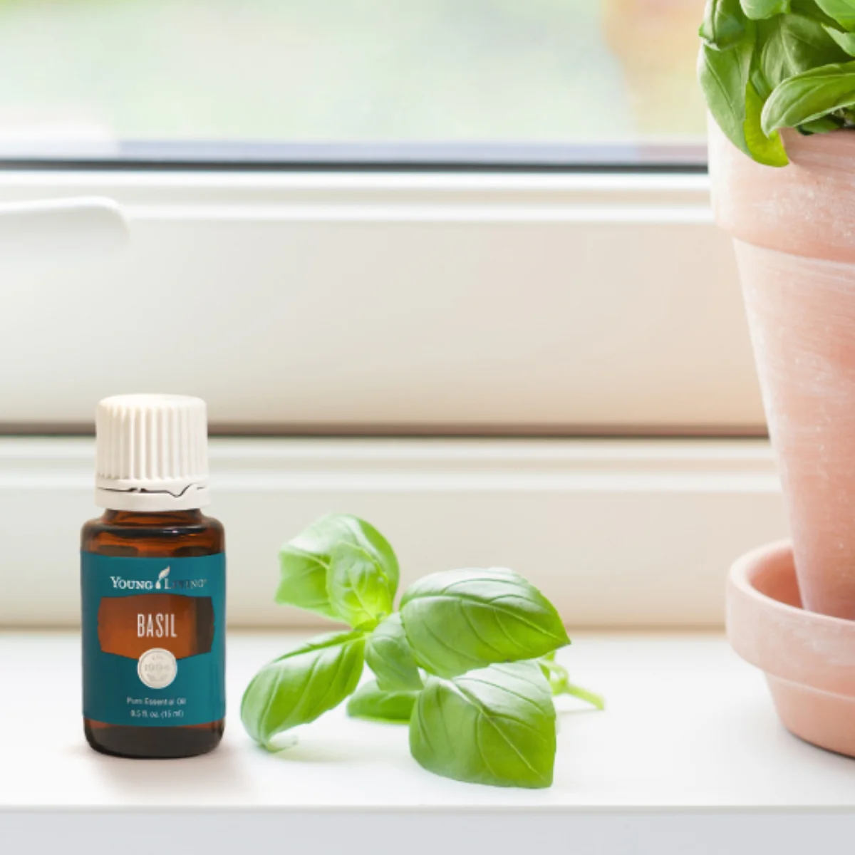 Aceite esencial Basil — imagen 5