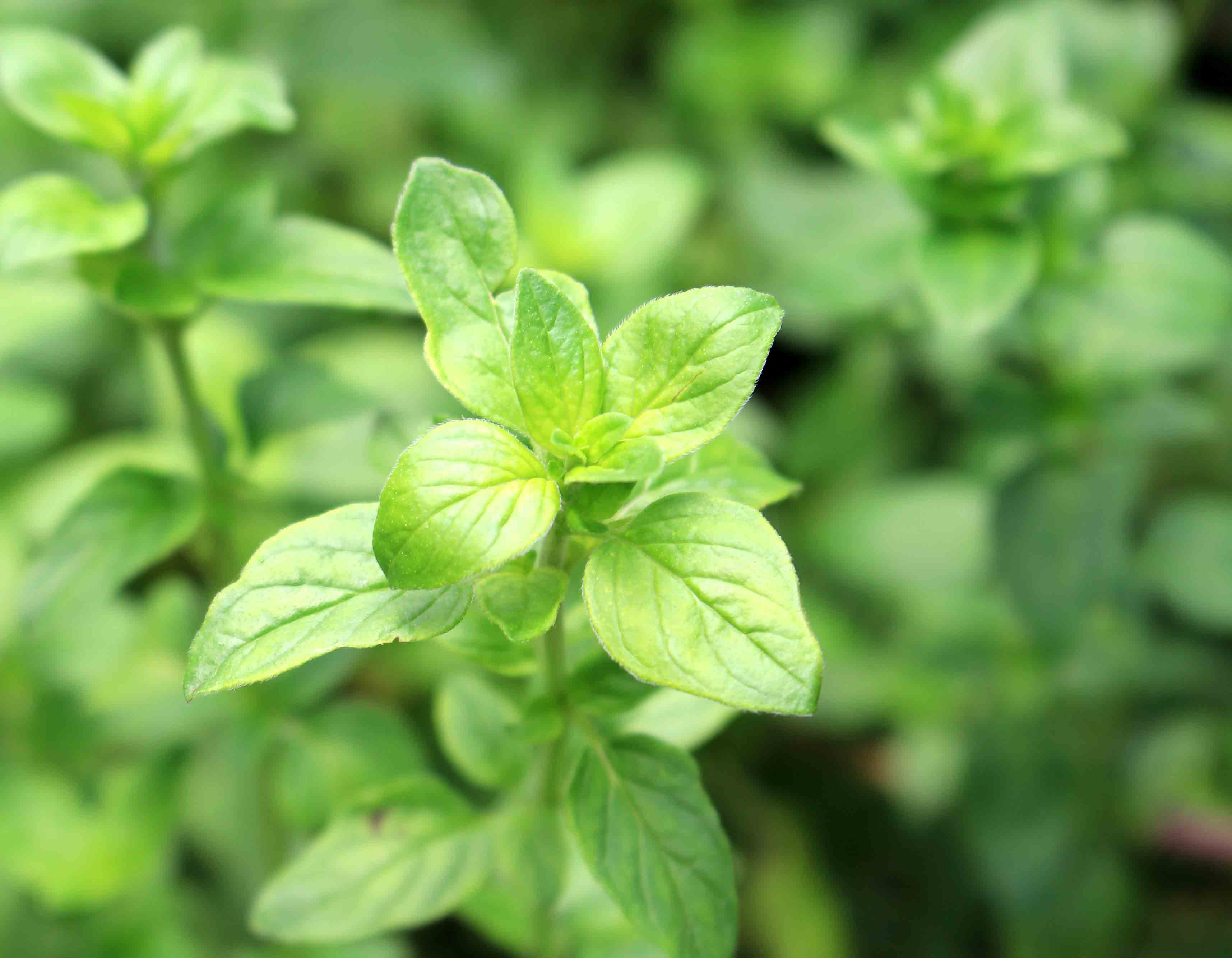 Oregano Oil — imagen 3