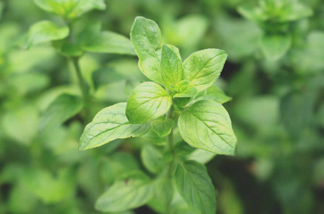 Oregano Oil — imagen 5