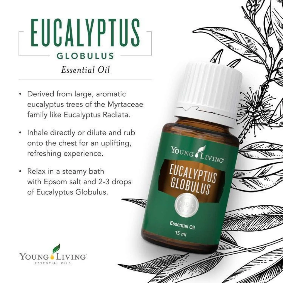 Eucalyptus Globulus — imagen 5