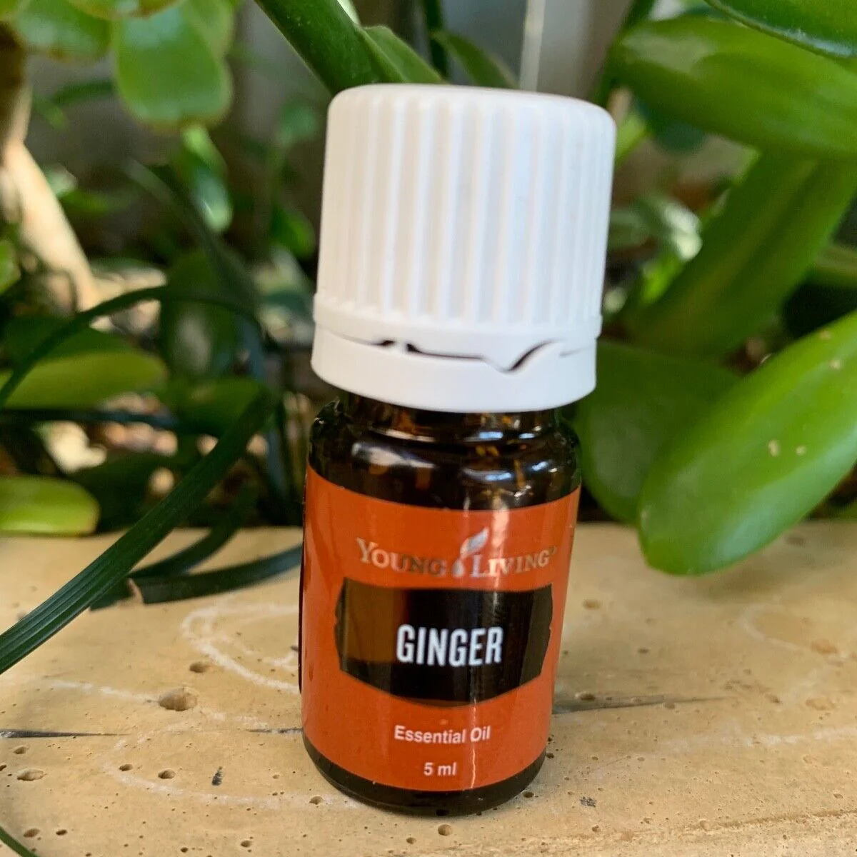 Ginger+ — imagen 5