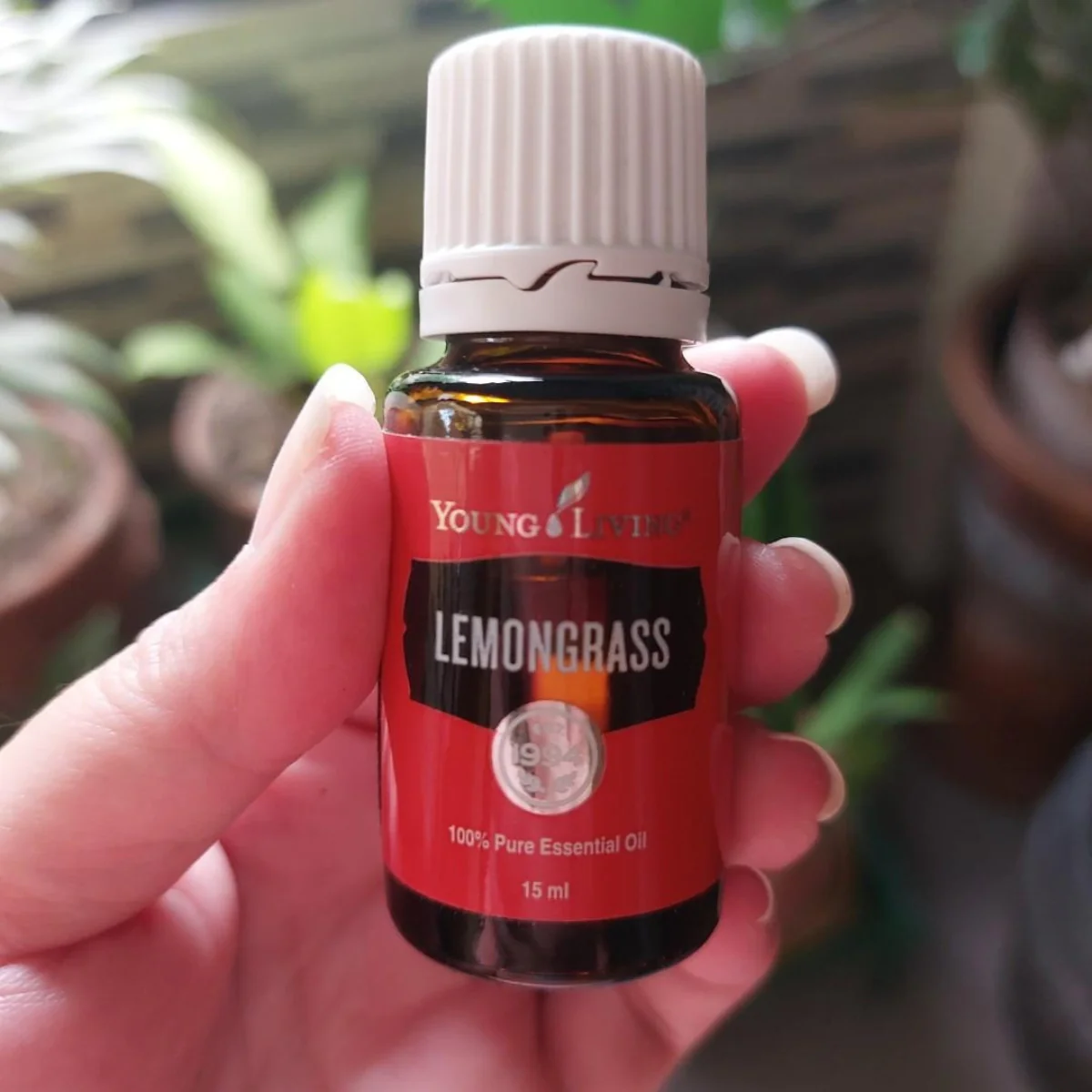 Lemongrass — imagen 4