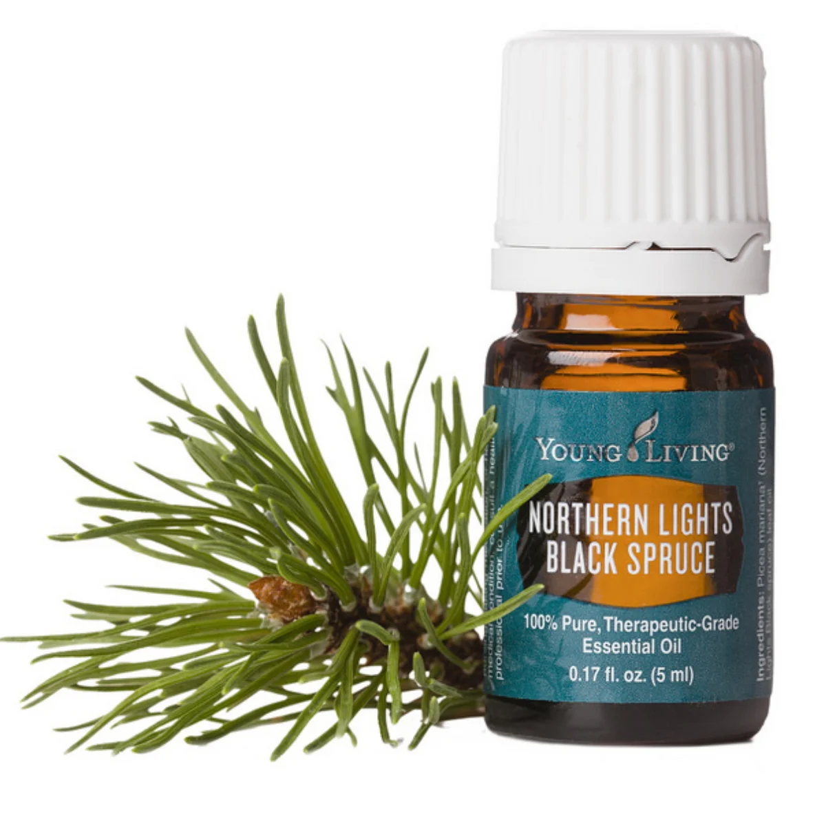 Northern Lights Black Spruce — imagen 4