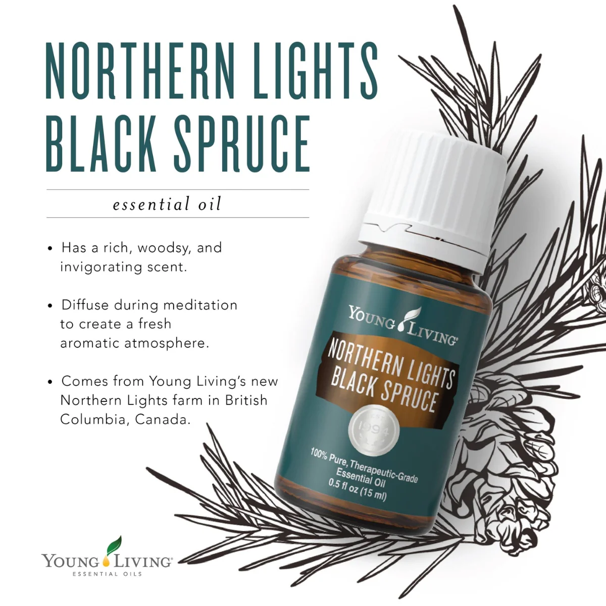 Northern Lights Black Spruce — imagen 6