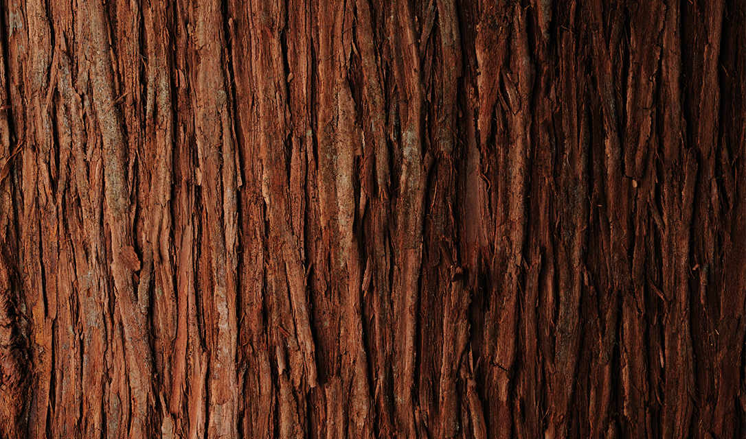 Aceite Esencial de Cedro — imagen 3