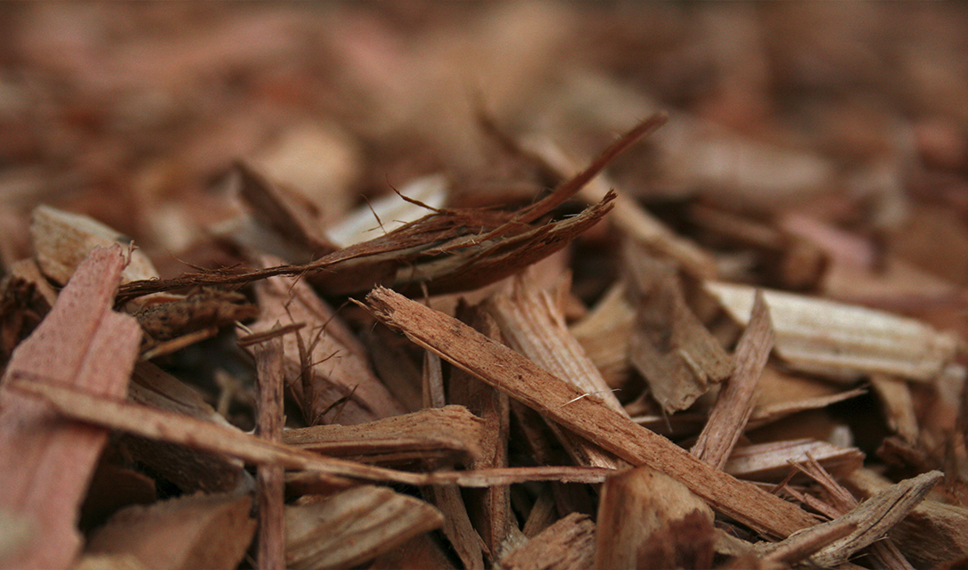 Aceite Esencial de Cedro — imagen 5