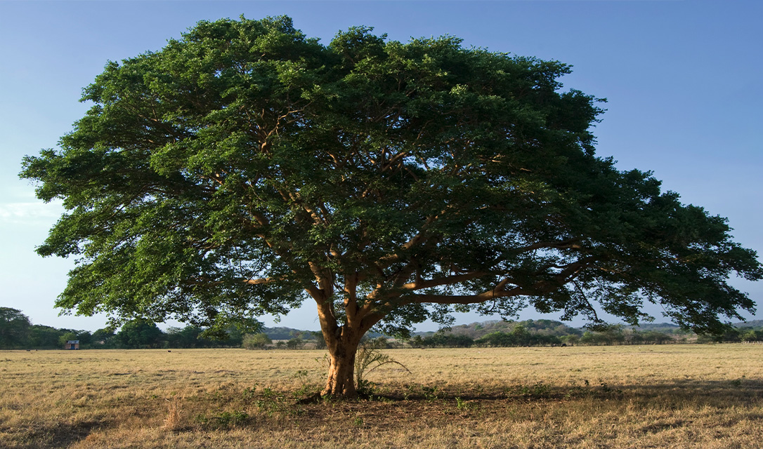 Aceite Esencial de Copaiba — imagen 2
