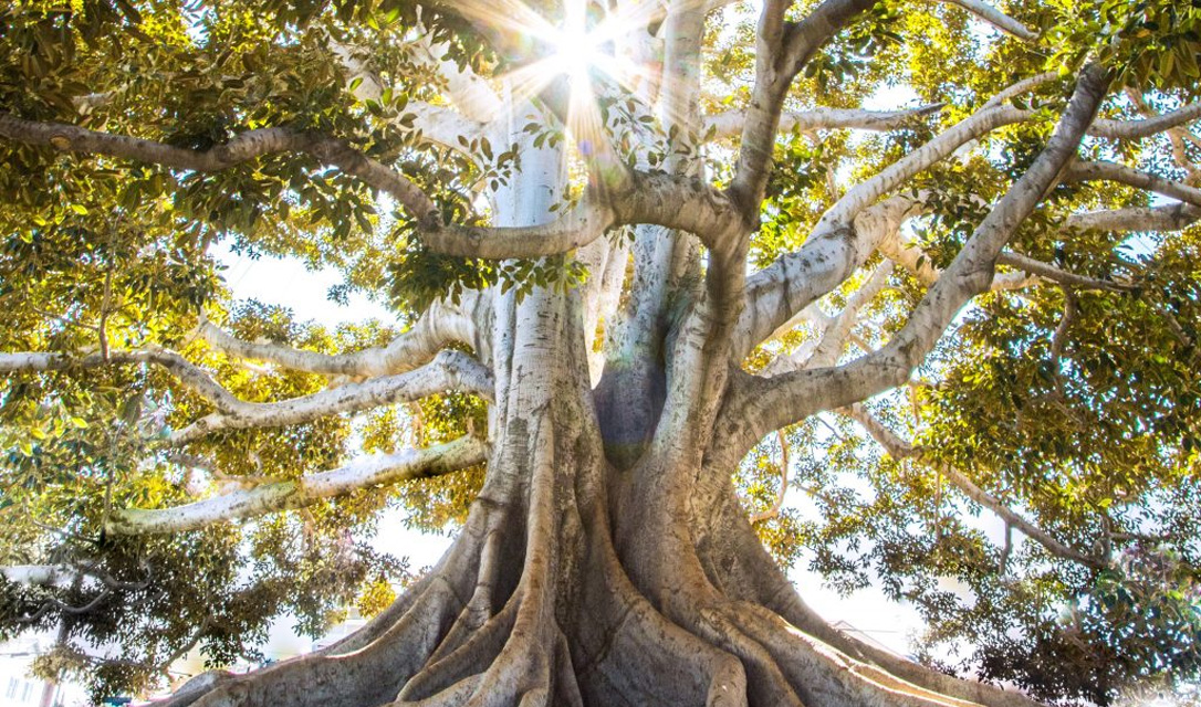 Aceite Esencial de Copaiba — imagen 4