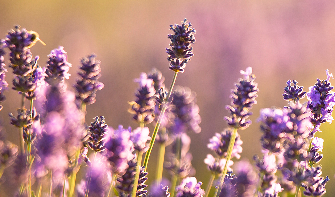 Aceite Esencial de Lavanda (Lavandula angustifolia) 15 ml — imagen 3