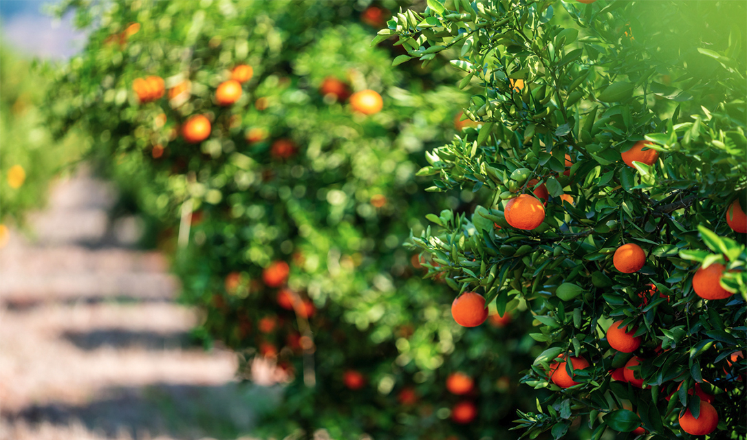 Aceite Esencial de Naranja — imagen 3