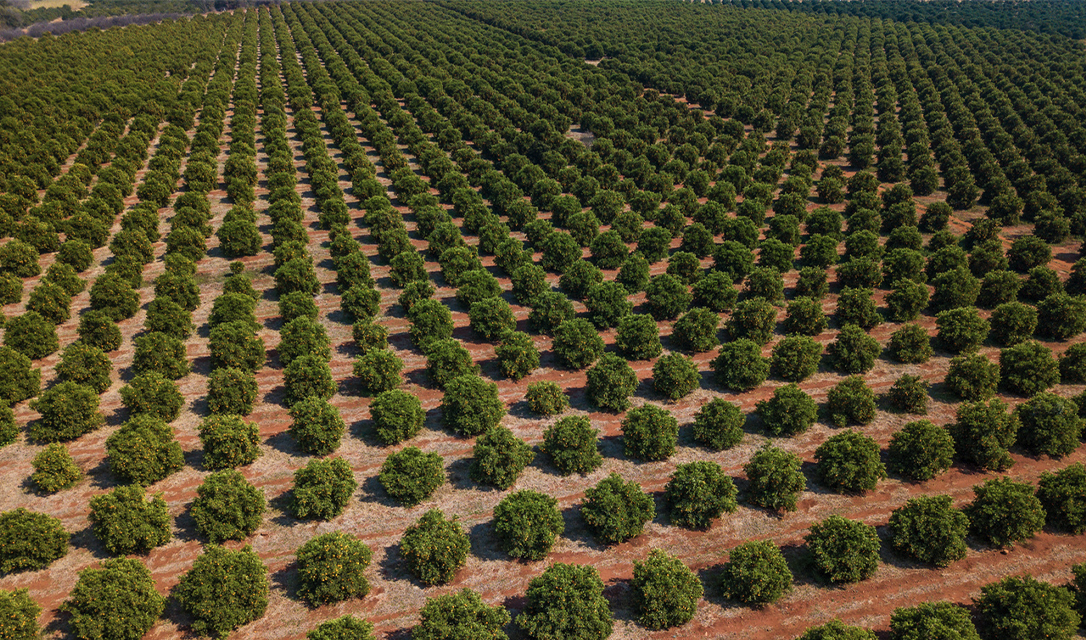 Aceite Esencial de Naranja — imagen 4