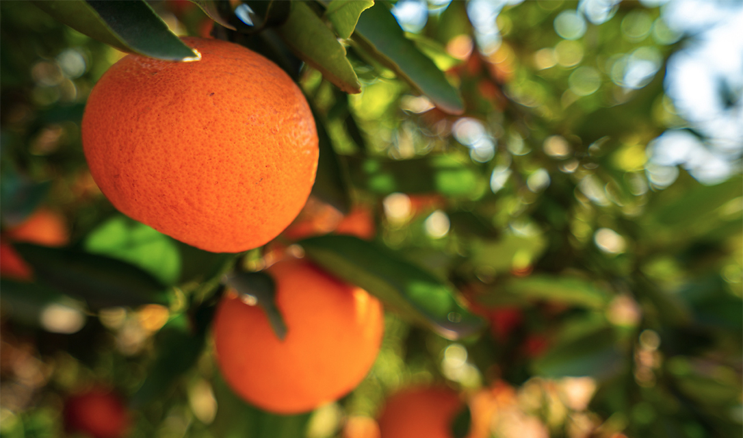Aceite Esencial de Naranja — imagen 5
