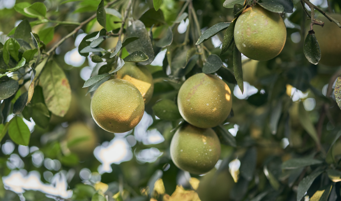 Aceite Esencial de Pomelo — imagen 3