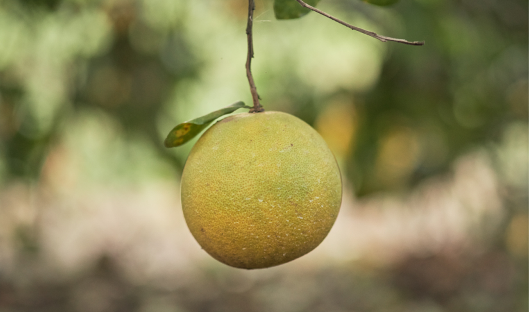 Aceite Esencial de Pomelo — imagen 4
